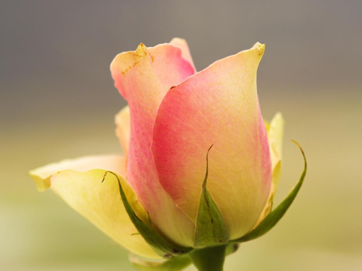Herberge Zur Rose Бротероде Екстериор снимка